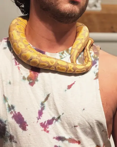 The python, in close-up, coiled around the suspect's collar, lit like a movie star.